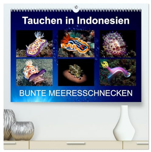 Tauchen in Indonesien - BUNTE MEERESSCHNECKEN (hochwertiger Premium Wandkalender 2026 DIN A2 quer), Kunstdruck in Hochglanz: Bunte Nacktschnecken von meinen Tauchgängen in Indonesien (CALVENDO Tiere)
