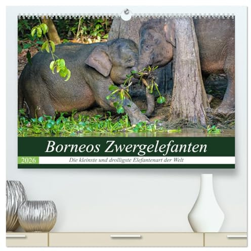 Borneos Zwergelefanten (hochwertiger Premium Wandkalender 2026 DIN A2 quer), Kunstdruck in Hochglanz: Das spannende Leben der Zwergelefanten am Kinabatangan Fluss in Borneo (CALVENDO Tiere)