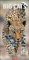 Big Cats Kalender 2024. Große Raubkatzen porträtiert in einem Wandkalender 2024 XL. Länglicher Kalender mit ausdrucksstarken Fotos von Löwe, Tiger und Co. 33x68 cm Hochformat