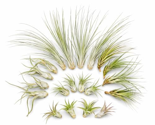 Tillandsien 20er Mix (5 Sorten x4) – Luftpflanzen Set 5–22 cm – Pflegeleicht, ohne Erde – Bromeliengewächs – Deko Pflanzen für Zuhause, Terrarium & Geschenk – plastikfrei verpackt