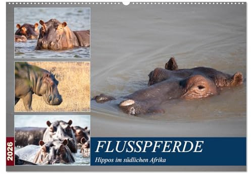Hippos im südlichen Afrika (Wandkalender 2026 DIN A2 quer), CALVENDO Monatskalender: Flusspferde (CALVENDO Tiere)
