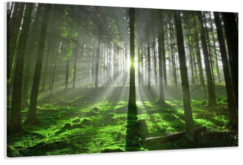 Visario 120 x 80 cm Bild auf Leinwand Bäume Wald 5130-SCT deutsche Marke und Lager - Die Bilder/das Wandbild/der Kunstdruck ist fertig gerahmt