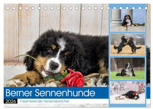 Berner Sennenhunde - Faszinierende Herzensbrecher (Tischkalender 2026 DIN A5 quer), CALVENDO Monatskalender: Eine Rasse, die jeden in ihren Bann zieht! (CALVENDO Tiere)