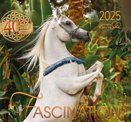 Fascination 2025: Arabische Pferde
