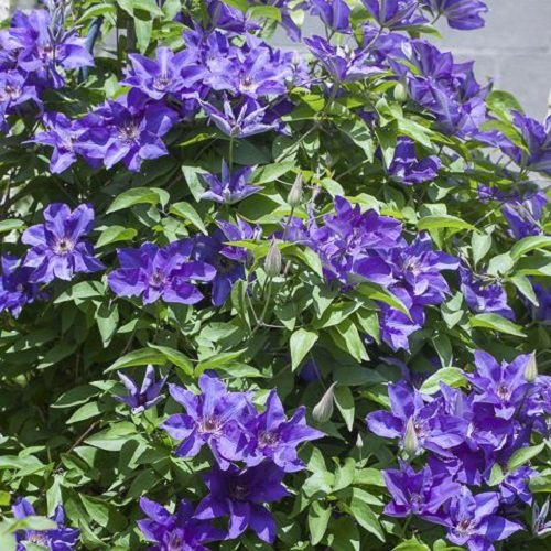 Clematis The President - Kletterpflanze Waldrebe | 1 Pflanze winterhart - Klematis mehrjährige blühende Kletterpflanzen