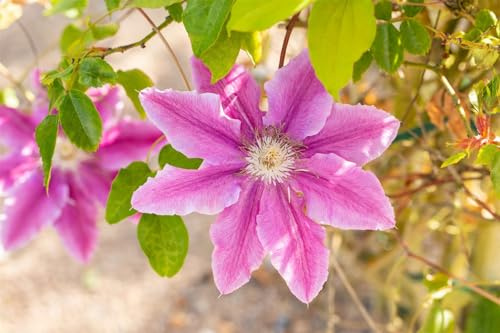 Clematis 'Bees Jubilee' 60-100 cm Topf winterhart Kletterpflanze duftend | Rosa Blüten mit pinkem Mittelstreifen, Mai bis Juni, 200-300 cm, sonnig bis halbschattig, Rankgerüst und Pergola