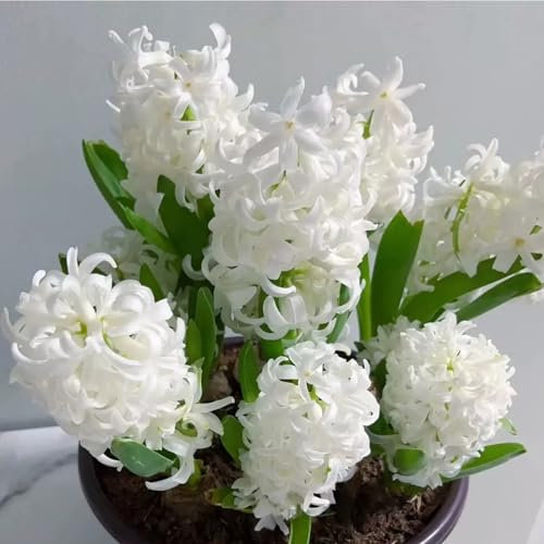 Hyazinthen zwiebeln winterhart,Hyazinthen knollen kaufen,duftend, einfach zu züchten, Blumenzwiebeln, Grünpflanzen, Garten, große Blumen-4zwiebeln-I