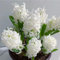 Hyazinthen zwiebeln winterhart,Hyazinthen knollen kaufen,duftend, einfach zu züchten, Blumenzwiebeln, Grünpflanzen, Garten, große Blumen-4zwiebeln-I