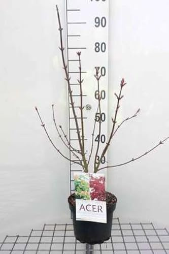 Acer palm. 'Osakazuki' - Erable Du Japon,Érable Palmé Osakazuki' 50-60 cm en pot