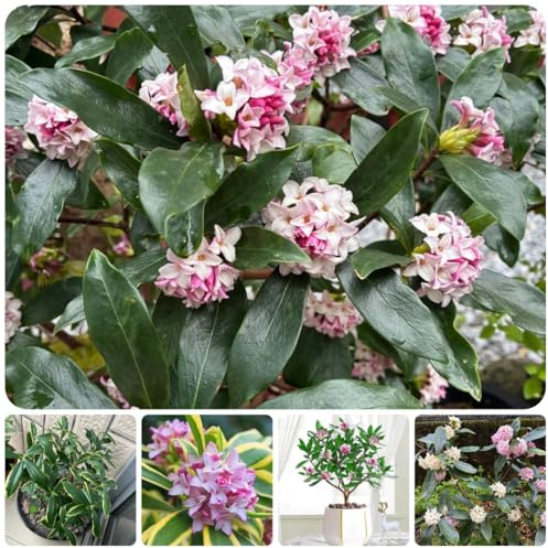 Daphne odora herbstblumen winterhart pflanzensamen gartenkräuter für sonnige plätze balkonpflanzen deko wohnzimmer bio kräuterpflanzen wildkräuter balkon kräutergarten küche 300samen