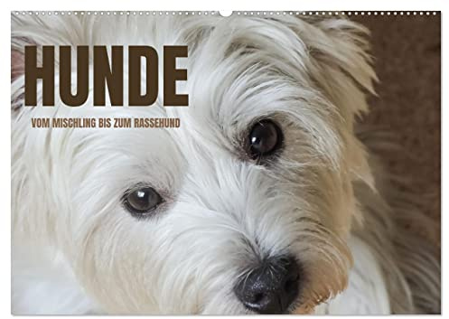 Hunde - vom Mischling bis zum Rassehund (Wandkalender 2026 DIN A2 quer), CALVENDO Monatskalender: Ein Fotokalender mit unterschiedlichen Hunde jeder Art, ob Rassehund oder Mischling. (CALVENDO Tiere)