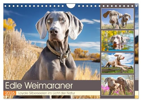 Edle Weimaraner. Loyale Silberseelen im Licht der Natur (Wandkalender 2026 DIN A4 quer), CALVENDO Monatskalender: Die Schönheit, Eleganz und Tiefe des ... Herz und Blick zugleich (CALVENDO Tiere)
