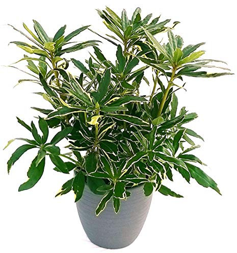 POWERS TO FLOWERS - RODODENDRO VARIEGATO, RHODODENDRON, IN VASO CERAMICA ANTRACITE, pianta vera
