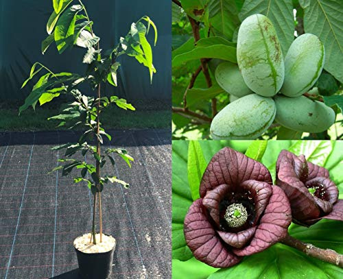 Veredelte Indianerbanane Baum ca.140/160 cm. Asimina triloba Prima. Papau, Pawpaw