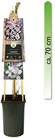 mgc24 Kletterpflanze Clematis montana Pink Perfection Waldrebe im 2l-Container 2 Pflanzen