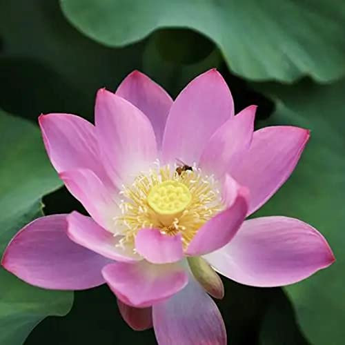 Haloppe Paquete de 20 semillas de plantas de flores para plantar en el jardín del hogar, semillas de flores, semillas de flores de loto frescas, semillas de plantas acuáticas para exteriores Rosado