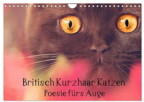 Britisch Kurzhaar Katzen - Poesie fürs Auge (Wandkalender 2025 DIN A4 quer), CALVENDO Monatskalender: Katzenfotos, die zum Träumen einladen (CALVENDO Tiere)