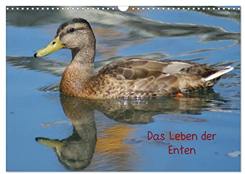 Das Leben der Enten (Wandkalender 2026 DIN A3 quer), CALVENDO Monatskalender: Ein besonderer Entenkalender (CALVENDO Tiere)