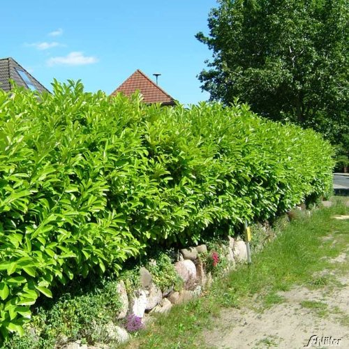 Garten-Schlüter® Kirschlorbeer Caucasica, 60-80 cm geliefert im 3 Liter Topf - Lorbeerkirsche Prunus Laurocerasus als Laubhecke - immergrün, pilzfrei, Hecken-Pflanze winterhart als Sichtschutz
