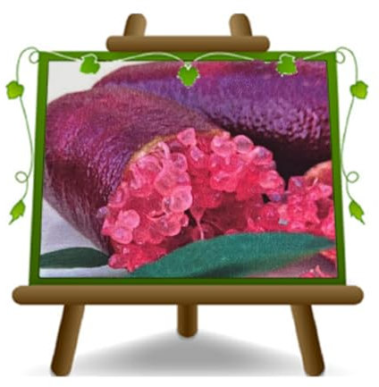 Caviar Citron Citrus - Citrus Australasia - Rose - Plante Fruitière sur 15 x 15 pot - Arbre max 50 cm