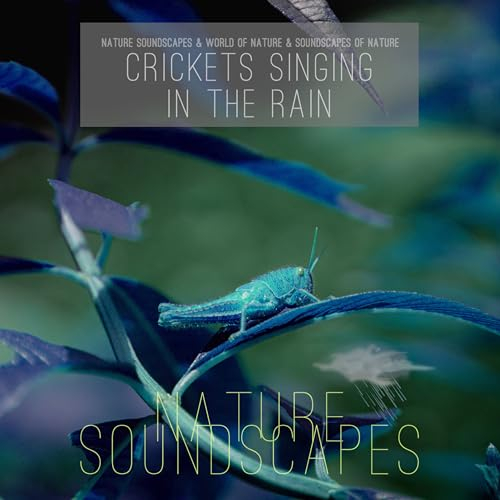 Rain at Night and Crickets