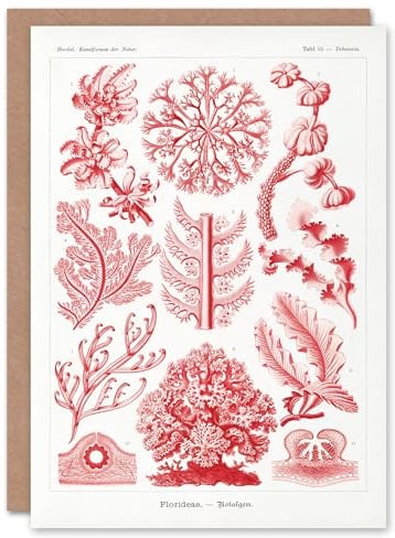 Artery8 Ernst Haeckel Art Card Florideophyceae Red Algae
