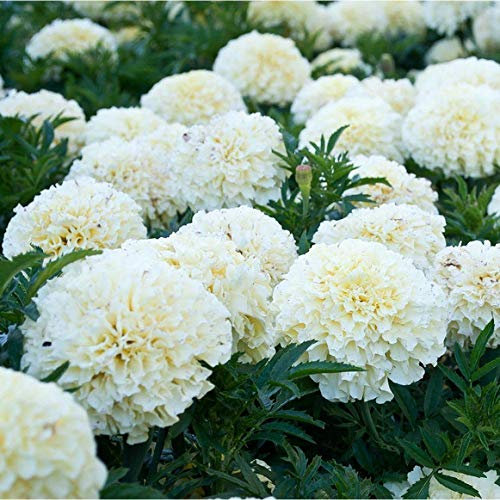 Semillas de flores Tagetes BloomGreen Co. Semillas blancas (verano) Semillas de flores de jardín Semillas Semillas Semillas de paquetes de la cocina d Paquete