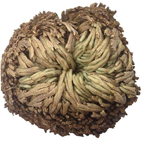 Zonfer 1pc Auferstehungspflanze Farn Spike Moss Hausgarten-Rose Von Dinosaurier-Pflanze Dekoration