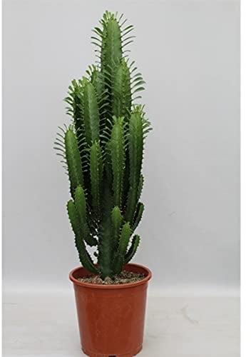 XL Euphorbia acrurensis - Desert Candle Cactus - Indoor House Plant in 17cm Pot 60-70cm Tall