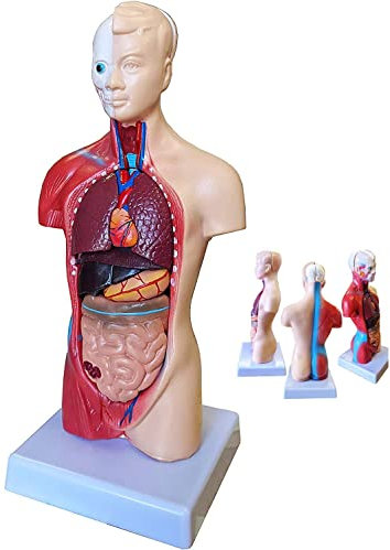 UIGJIOG 28cm menschliche körper 15 Teile menschliche Anatomie eingebautes Beispiel Puzzle Dessan Modell visceral torus torus stabile typ Bildung Schule akupunktur häser