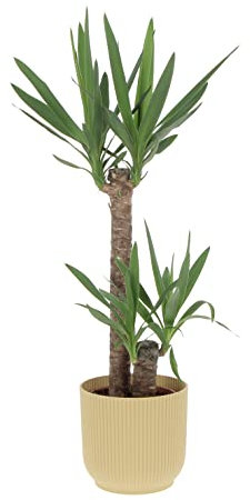 KENTIS - Yucca - Tronchetto della Felicità - Piante Vere Grasse Succulente da Interni - Pianta Ornamentale da Appartamento - H 80-90 cm Vaso Ø 19 cm