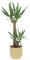 KENTIS - Yucca - Tronchetto della Felicità - Piante Vere Grasse Succulente da Interni - Pianta Ornamentale da Appartamento - H 80-90 cm Vaso Ø 19 cm