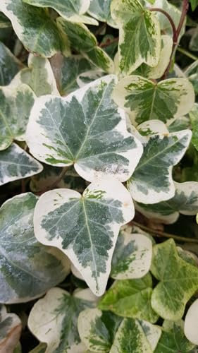 Hedera 'Glacier' / Lierre commun panaché/Conteneur de 3 à 4 litres