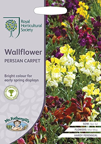 Mr Fothergills - Flower - RHS WallFlower Persian Carpet - 500 Seeds