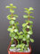 PLAT FIRM Germination Seeds: PORTUCALARIA AFFRA Green Rare Elephant Bush Mini Jade Tree Bonsai 2 Plant