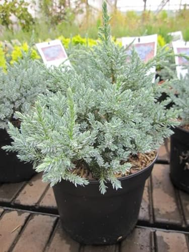 Blauer Kriechwacholder Tropical Blue - Zwergwacholder - Juniperus squamata Tropical Blue - Bodendecker