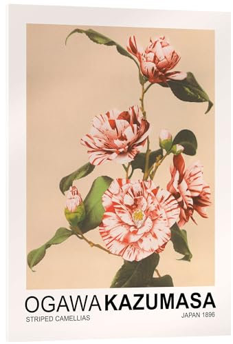 Striped Camellias Acrylglasbild von Ogawa Kazumasa 20 x 30 cm Pastell Asiatische Kunst Wanddeko