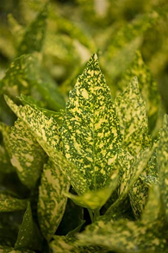 Aucuba japonica 'Variegata' 100–125 cm – Immergrün, Winterhart, Pflegeleicht – Japanische Aukube – Zierstrauch für Schatten & Kübel