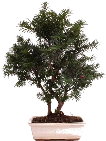 Bonsai - Taxus media, Eibe 220/66