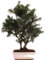 Bonsai - Taxus media, Eibe 220/66