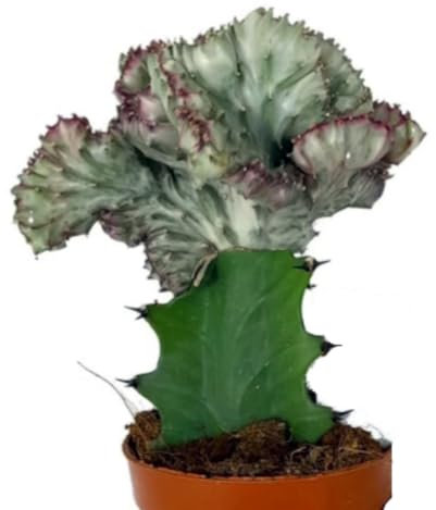 Planta natural Euphorbia Lactea Cristata, 20-25 cm. Cactus. Suculenta con tallos ondulados. Segura Garden.