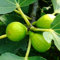 semi di fico - ficus carica - decorazione dell'albero di frutta fichi codardi alberi da frutto nani, coltivazione piante semi biologici ciliegio nano frutta fresca, decorazione da 250pcs