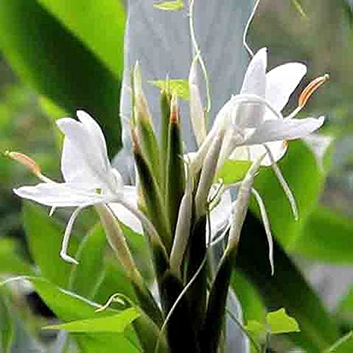 FStening 3 Stück Cannas Zwiebeln Weiße Duftende Blumen Im Garten Offene Bestäubung Genießen Sie Die Freude Am Pflanzen