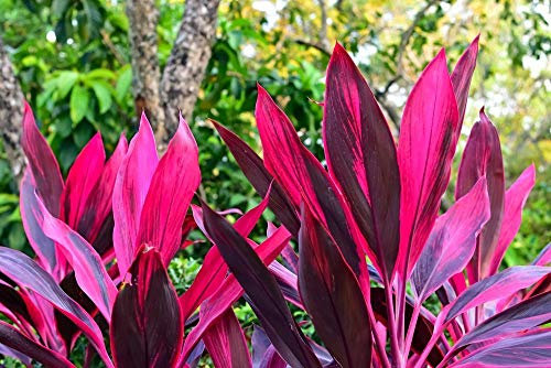 Cordyline fruticosa, Palmlilie 5 Semi - Accattivante