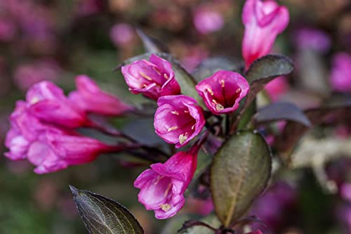 Weigela florida 'Alexandra' 30-40 cm - Weigelie, dunkelrosa Blüten, Blütezeit Mai-Juni, ideal für Rabatten, pflegeleicht und winterhart