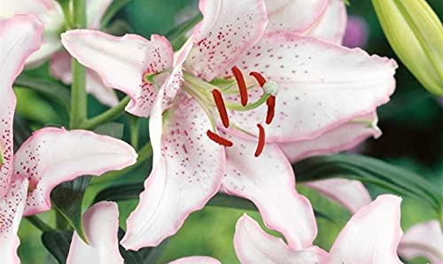 5x Frische Blumenzwiebeln Orientalische Lilie Brasilia hellrosa *Rarität*