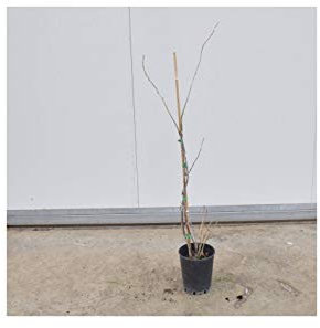 Pianta Ribes Vaso 18cm - Colori Disponibili Nero