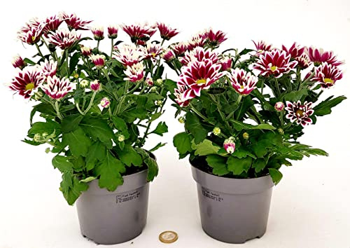 POWERS TO FLOWERS - CRISANTEMO VIOLA BICOLORE, 2 PIANTE vaso 12cm, Piante Vere