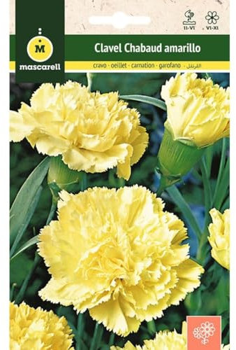 Mascarell Semillas, CLAVEL CHABAUD AMARILLO, Semillas Flores Exterior para Decoración, 0,4 Gramos