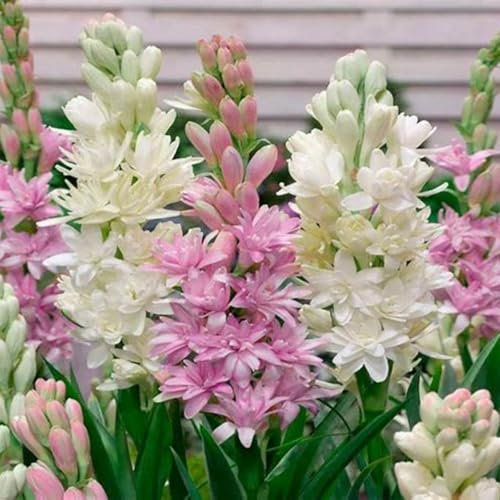 Tuberose Bulbs for Planting Now UK Ornamental Perennial Easy Plant Excellent Display Plant Bulbs Greening Flower/Good for Containers/Natural Organic -15Bulbs-G